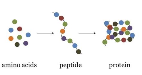 Kate Farms Pediatric Peptide 1.5 Technical Deep-Dive: Purity, Specifications & Manufacturing Standards