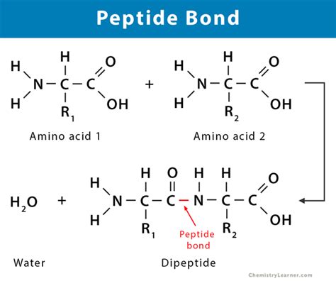 Orgain Collagen Peptides Reviews: Purity, Specifications, Certifications & Manufacturing Sourcing Guide