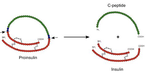 Argireline Peptide Wholesale Purity Specifications and Manufacturing Certification Guide