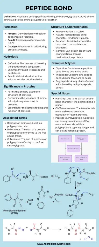 Peptide Types Guide Purity Specs Manufacturing Sourcing