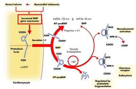 The Complete Guide to Peptides Production: Purity, Manufacturing, Sourcing & Certification