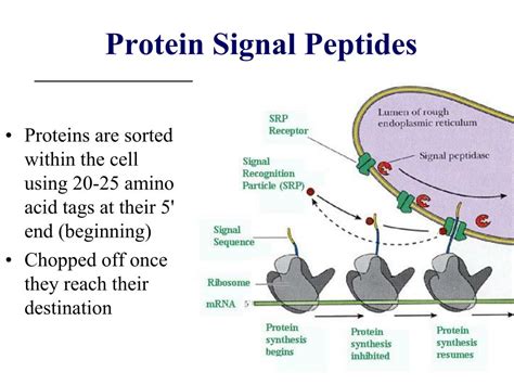 Peptide Serum Sourcing Guide Purity Specs Certification
