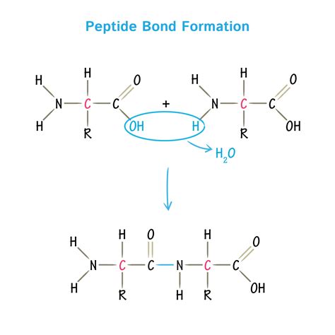 Brain Peptide BNP High Purity Specifications for Cosmetic Formulation Manufacturing and Sourcing Guide