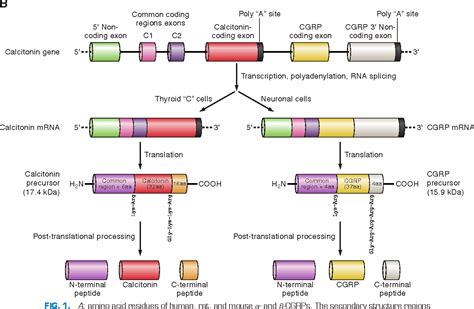 Peptide Sciences Reddit Review: Purity, Sourcing & Manufacturing Specifications for Labs