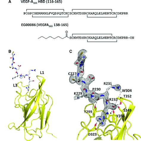 C-Peptide Normal Range: Clinical Guide & Lab Test Selection Tips