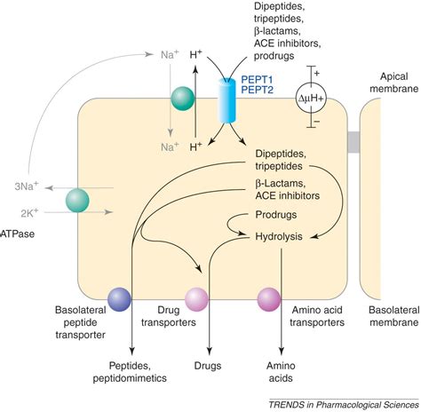 Retta Peptide Purity and Specification Guide for B2B Cosmetic Formulation Sourcing