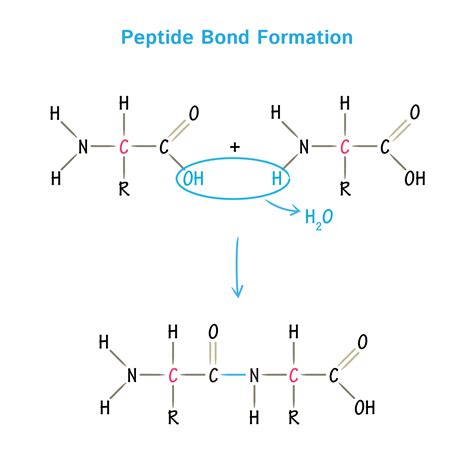 Cyclic Citrullinated Peptide Ab IgG Purity Specifications and Manufacturing Sourcing Guide