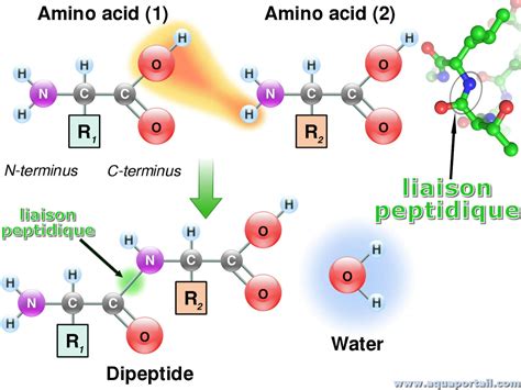 Hunter Williams Peptides: Purity Specifications, Manufacturing Certifications & Sourcing Guide